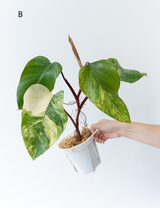 Philodendron Strawberry Shake Whole Plant Giant Form