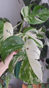 Japanese Monstera Borsigiana Albo(Whole Plant) Pre-Order