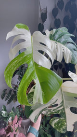 Japanese Monstera Borsigiana Albo(Whole Plant) Pre-Order